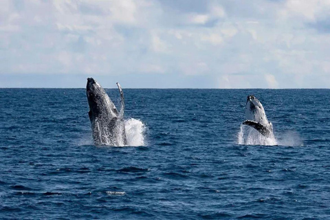 Perth: Whale Watching Cruise from Hillarys Boat Harbour