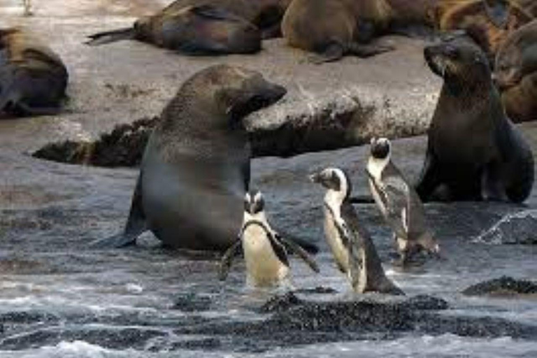 Città del Capo: Tour di un giorno della Penisola del Capo e Penguin Beach