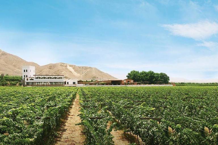 Ica: Pisco and Wine Tasting Tour with Hotel Pickup
