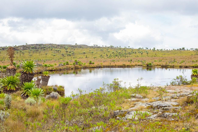 Aberdares: Caminhada guiada pelas Sete Lagoas com vistas panorâmicasAberdares: Caminhada guiada pelas Sete Lagoas com vistas incríveis