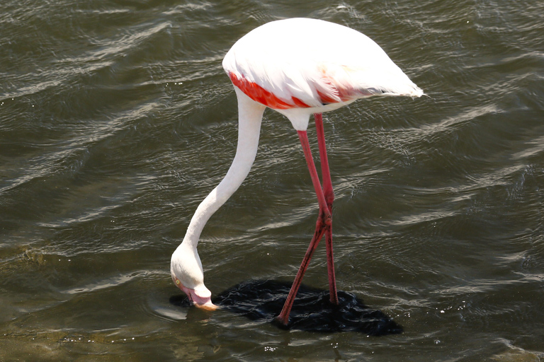 Pelican Point: Bird- & Seal-Watching Tour