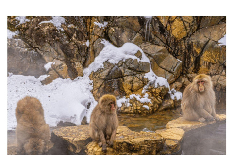 Depuis Tokyo et Nagano : Visite privée de luxe d&#039;une journée pour le singe des neiges