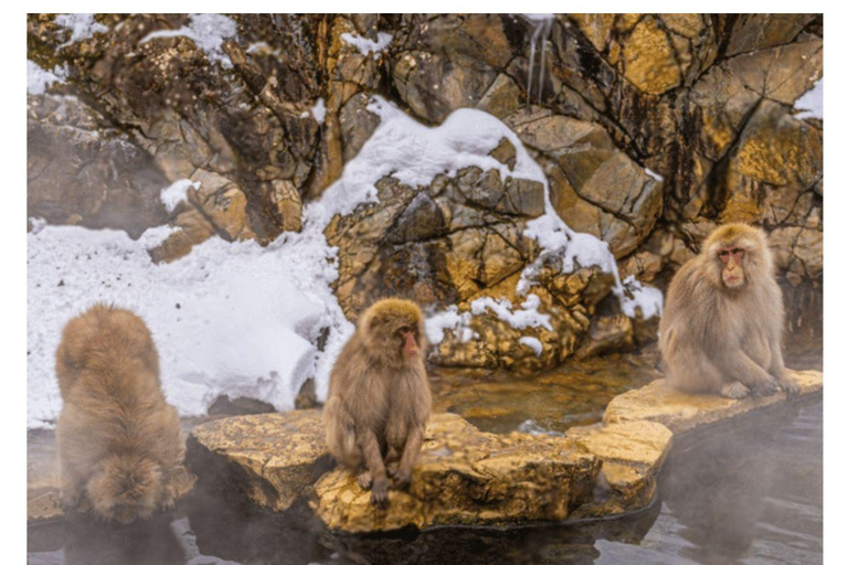 Depuis Tokyo et Nagano : Visite privée de luxe d&#039;une journée pour le singe des neiges