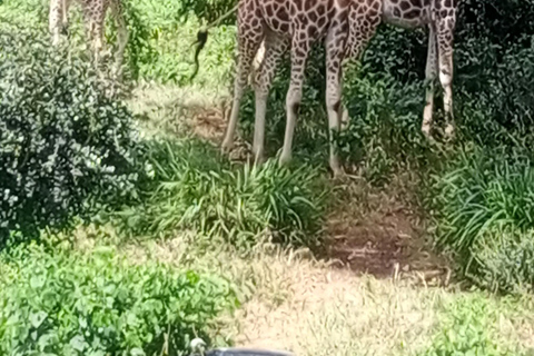 Parque Nacional de Nairóbi Orfanato de bebês elefantes Centro de girafas