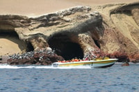 Ballestas Islands & Paracas National Reserve Day Trip - Housity