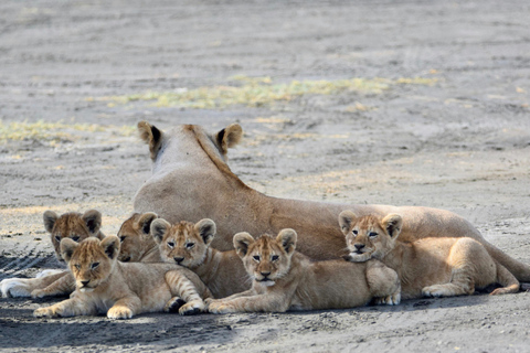 3-dagars safari till Serengeti &amp; Ngorongoro + ballongupplevelse