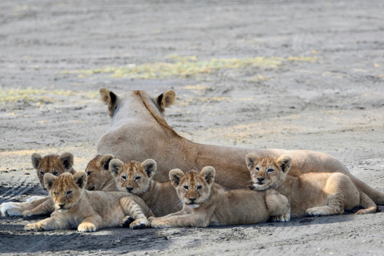 3-dagars safari till Serengeti &amp; Ngorongoro + ballongupplevelse