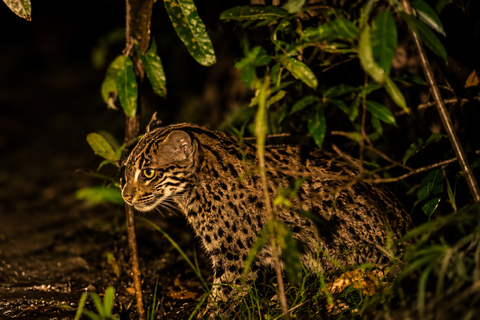 Night Safari: Wild Cat Spotting Adventure from Sigiriya