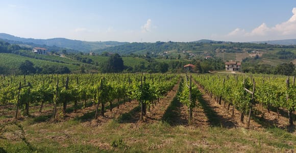 Von Salerno aus: Irpinia Wine Tour Halbtagestour