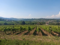 From Salerno, Irpinia Wine Tour Half-Day Trip - Housity