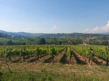 Da Salerno: Tour del vino in Irpinia di mezza giornata