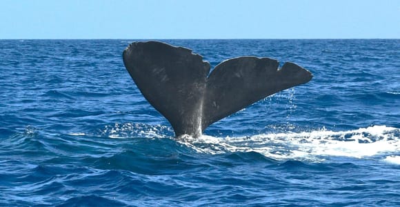 São Miguel, Azores: Whale and Dolphin Watching Tour