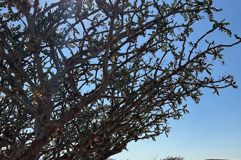 Salalah: Sunset desert safari tour in salalah(private tour) Desert Sunset with Dinner