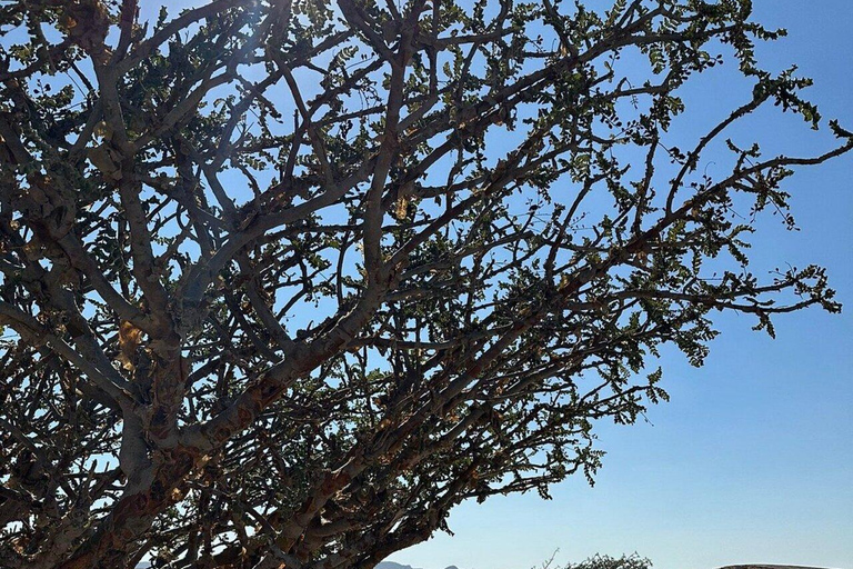 Salalah: Sunset desert safari tour in salalah(private tour) Desert Sunset with Dinner