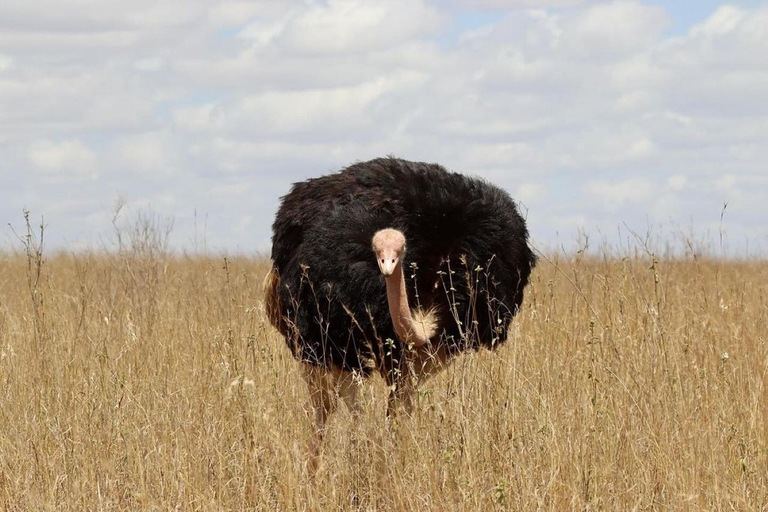 Nairobi National Park Half Day/Full Day Game Drive