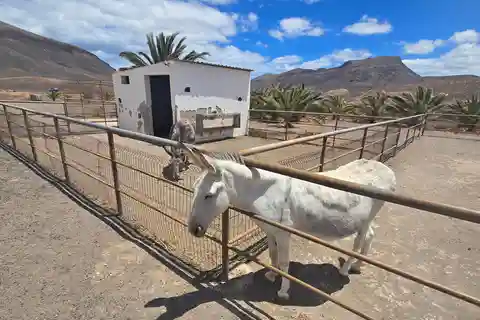 Fuerteventura : Panorama North Tour 4 hours