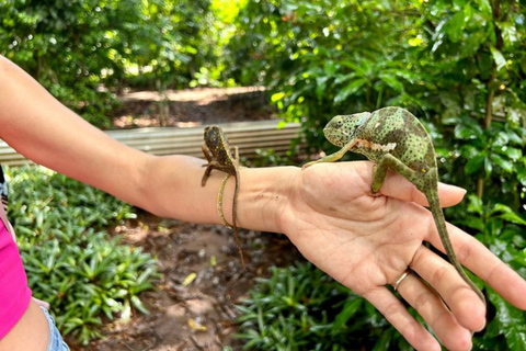 Zanzibar: Floresta Jozani, Borboletas, Caverna Kuza e Praia PajeTour particular sem serviço de busca no hotel e traslado de ida e volta incluídos