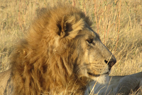 7 Días - Savuti - Khwai - Moremi (Safari móvil)