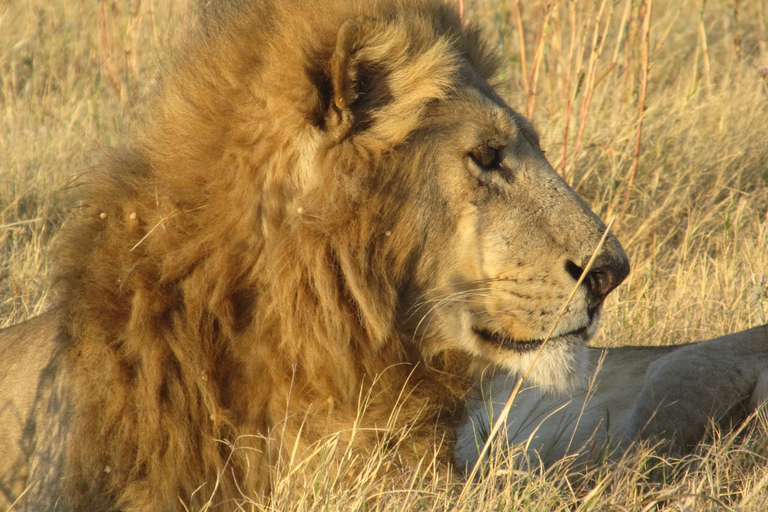7 Días - Savuti - Khwai - Moremi (Safari móvil)