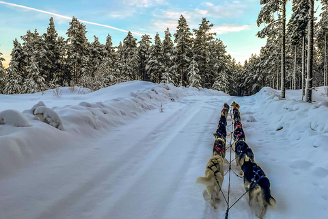 Hudiksvall: Dog Sledding Tour with Bonfire and Refreshment