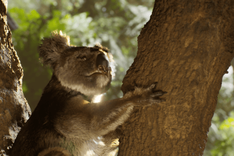 Copenhagen: Hologram Zoo Australia Adventure