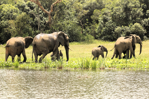 Uganda: 8-dagars Big Five, gyllene apa, gorillor och schimpanser