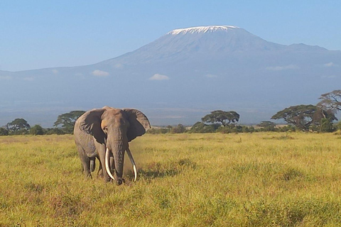 EXCURSION D'UNE JOURNÉE DANS LE PARC NATIONAL D'AMBOSELI SAFARI PRIVÉ AU DÉPART DE NAIROBI.
