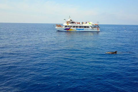 Maiorca: tour pomeridiano di 3 ore in barca per l&#039;avvistamento dei delfiniPunto d&#039;incontro a Peguera