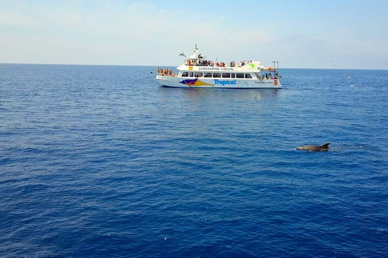 Mallorca: 3-Hour Afternoon Dolphin Watching Boat Tour Santa Ponsa Meeting Point