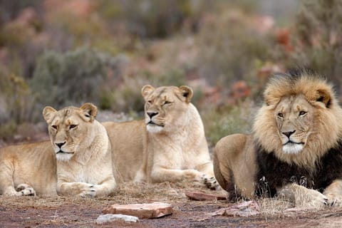 Self drive Aquila Safari Reserve Early Morning Game Drive