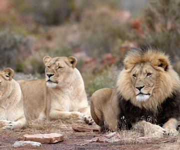 Self drive Aquila Safari Reserve Early Morning Game Drive