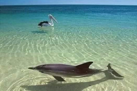 Zanzibar: Prywatne safari Pungume z piknikiem BlueZanzibar: Prywatne safari Pungume z niebieskim piknikiem