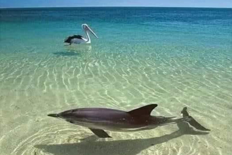 Zanzibar: Prywatne safari Pungume z piknikiem BlueZanzibar: Prywatne safari Pungume z niebieskim piknikiem