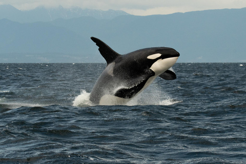 Vancouver: Excursión en zodiac para avistar ballenas desde Granville IslandVancouver: excursión en zodiac para avistar ballenas desde Granville Island