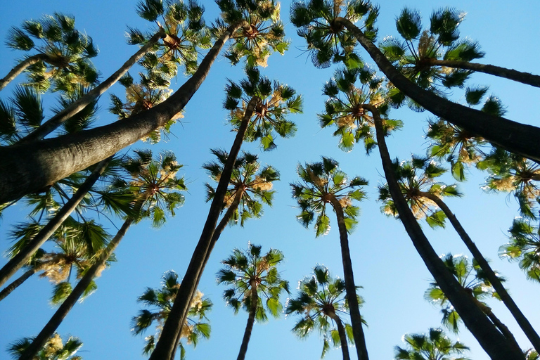 Alicante Shared Tour Old town, Elche & Huerto del Cura Grdns