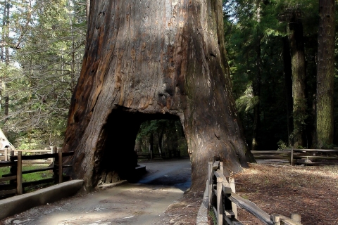 Z San Francisco: Prywatna całodniowa wycieczka YosemiteYosemite całodniowa Private Tour z San Francisco