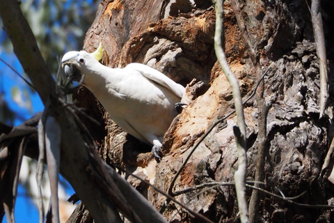 Sydney Wildlife Safari