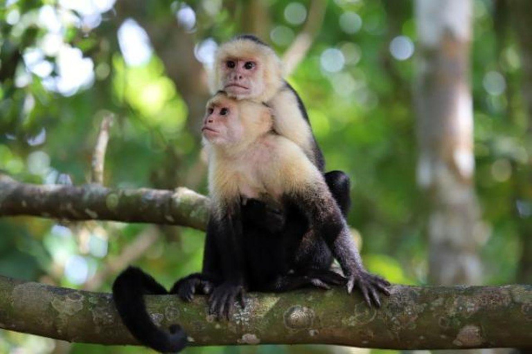 From Puerto Maldonado: 4-Day Amazon Rainforest Tour
