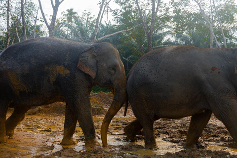 Z Phuket: wycieczka do sanktuarium słoni w Phang Nga