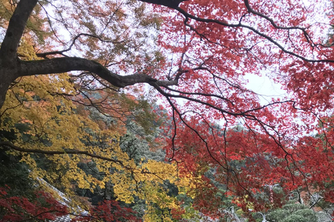 Marche dans la forêt de Mino à Osaka et chute d&#039;eau géante avec déjeuner local