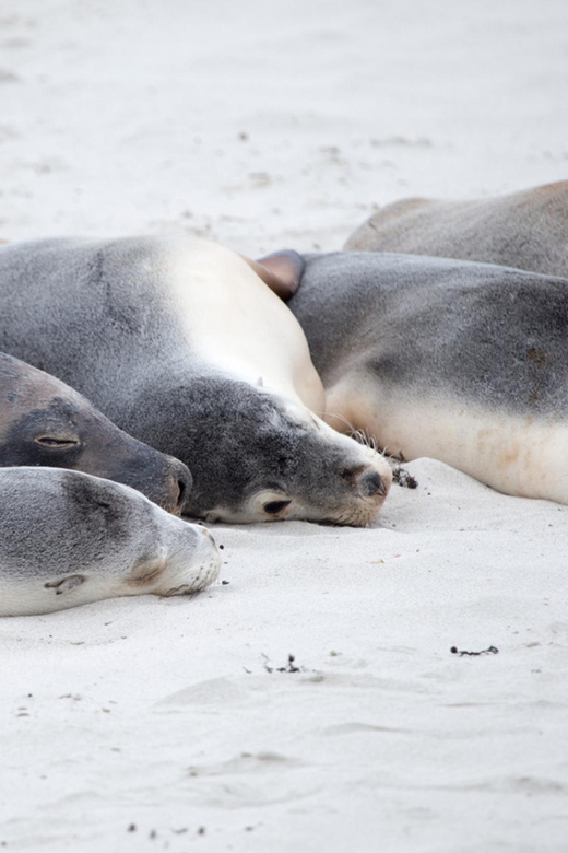 From Penneshaw Kangaroo Island Seal Bay Beach Guided Tour GetYourGuide