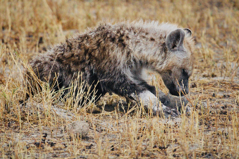 Windhoek: 3-Day Guided Safari in Etosha with Lodge