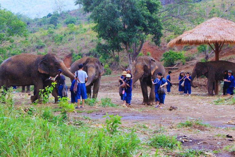 Chiang Mai: Full Day Living Green Elephant Sanctuary Chiangmai: Full Day Living Green Elephant Sanctuary