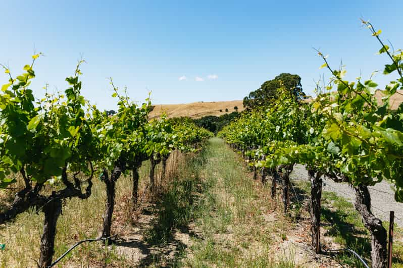 San Francisco: Napa And Sonoma Valley Wine Tour | GetYourGuide