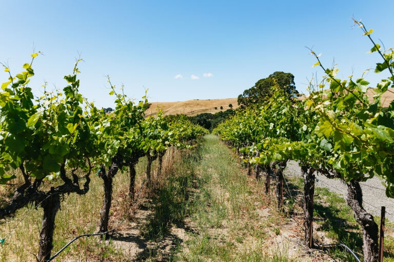 San Francisco: visite des vins de Napa et de la vallée de Sonoma