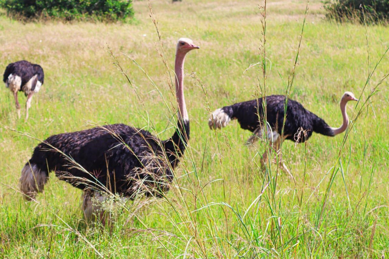 Tur i Nairobis nationalpark i en 4X4 Landcruiser