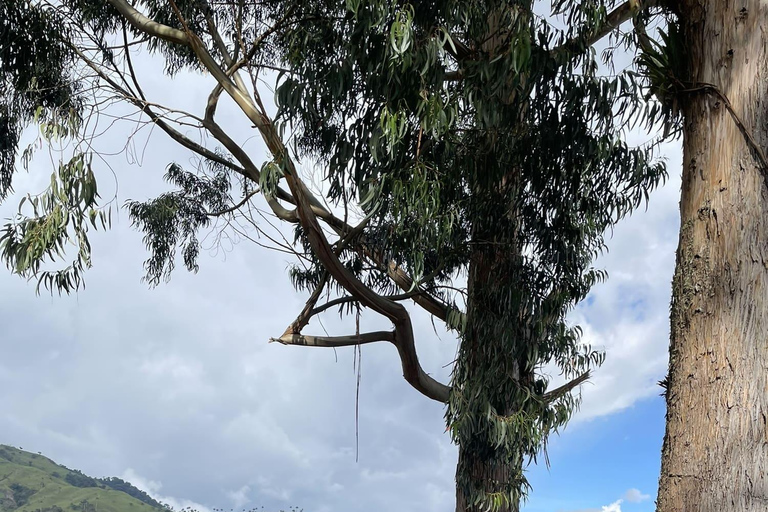 La Carbonera Adventure: Hiking & Horseback Riding in the Andean Palm Forest Salento: Tour to La Carbonera and the wax palm forest