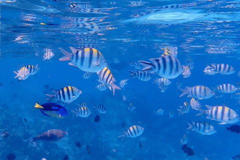 Zanzibar: Private Snorkeling Tour At Mnemba Island