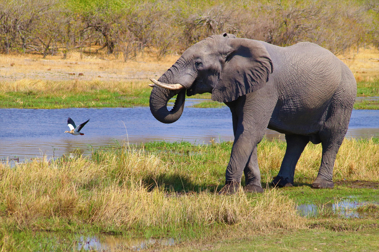 From Cape Town: 2-Day Safari at 4-Star Private Game Reserve From Cape Town: 2-Day Safari at 4-Star Aquila Game Lodge