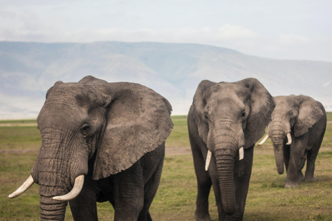 6 days Tanzania Safari tour